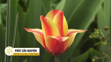 Phút Cầu Nguyện, Thứ Sáu 31/01/2020:  Vượt Ra Khỏi Những Giới Hạn Của Bản Thân