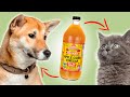 3 Ways Apple Cider Vinegar Can Help Your Pet