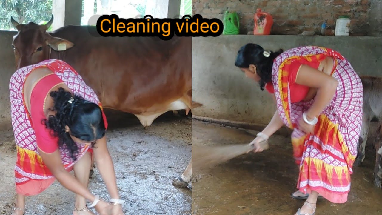 Goyal ghar Cleaning video // Cow House cleaning video #cow milkig vlogs @kalyani  vlogs