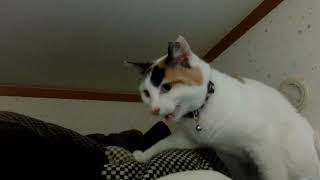 猫は上を目指す