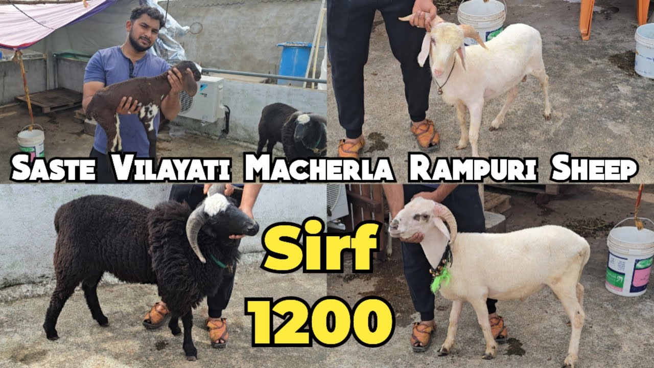 Saste bakre vilayati mende macherla baby sheep rampuri & aggressive Karnataka menda available in Hyd