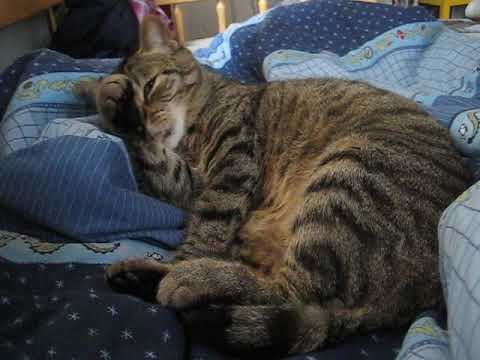 cat แปลว่า Paw lickin'