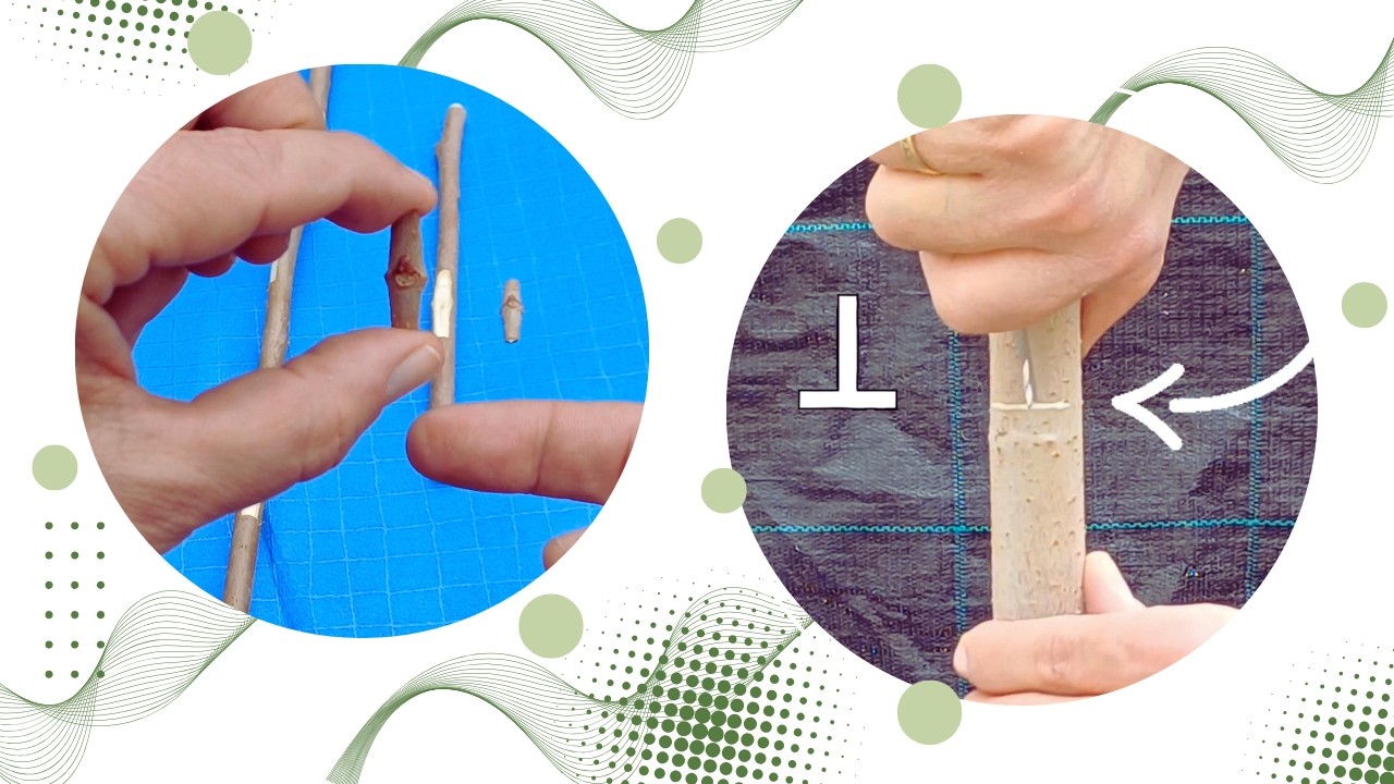 T-Grafting (Inverted) for Sap-Heavy Trees 🌿 (Mulberry Grafting Tutorial – Step by Step)