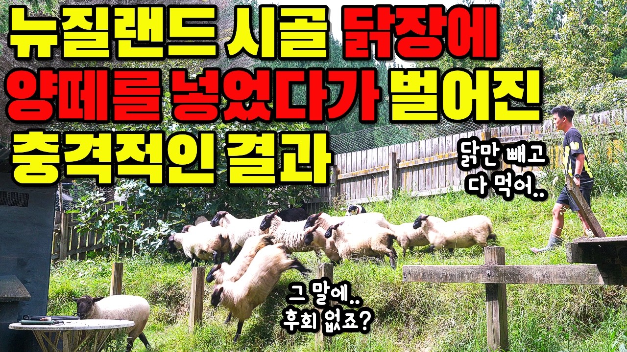 뉴질랜드 시골 닭장에 양떼를 넣었다가 벌어진 충격적인 결과 (뉴질랜드식 LA갈비, 솥뚜껑 해물전)
