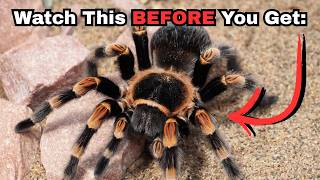 Watch This BEFORE You Get A Tarantula | New Owner Pet Spider Tips | Spooderpods