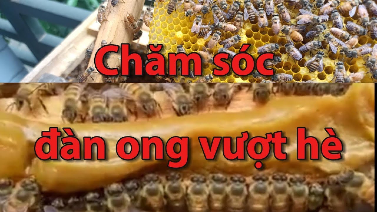 Chăm sóc đàn ong vượt hè