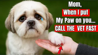 When Dogs Put Their Paw On You, They're Crying For Attention (Vets Warn)