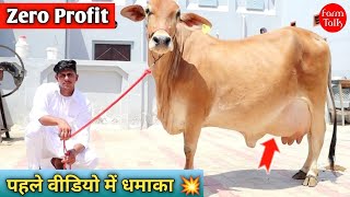 The Great Size Sahiwal Cow 👍 आज 0% प्रॉफिट से गाय खरीदने का अवसर 🎉 Sirsa Haryana Cow April 23, 2024