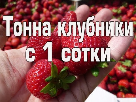 Тонна клубники с 1 сотки часть 1