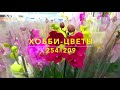 254#209 / Хобби Цветы / 01.2021 ЛЕРУА МЕРЛЕН И АШАН ТК ТРОЙКА (МОСКВА). ОБЗОР