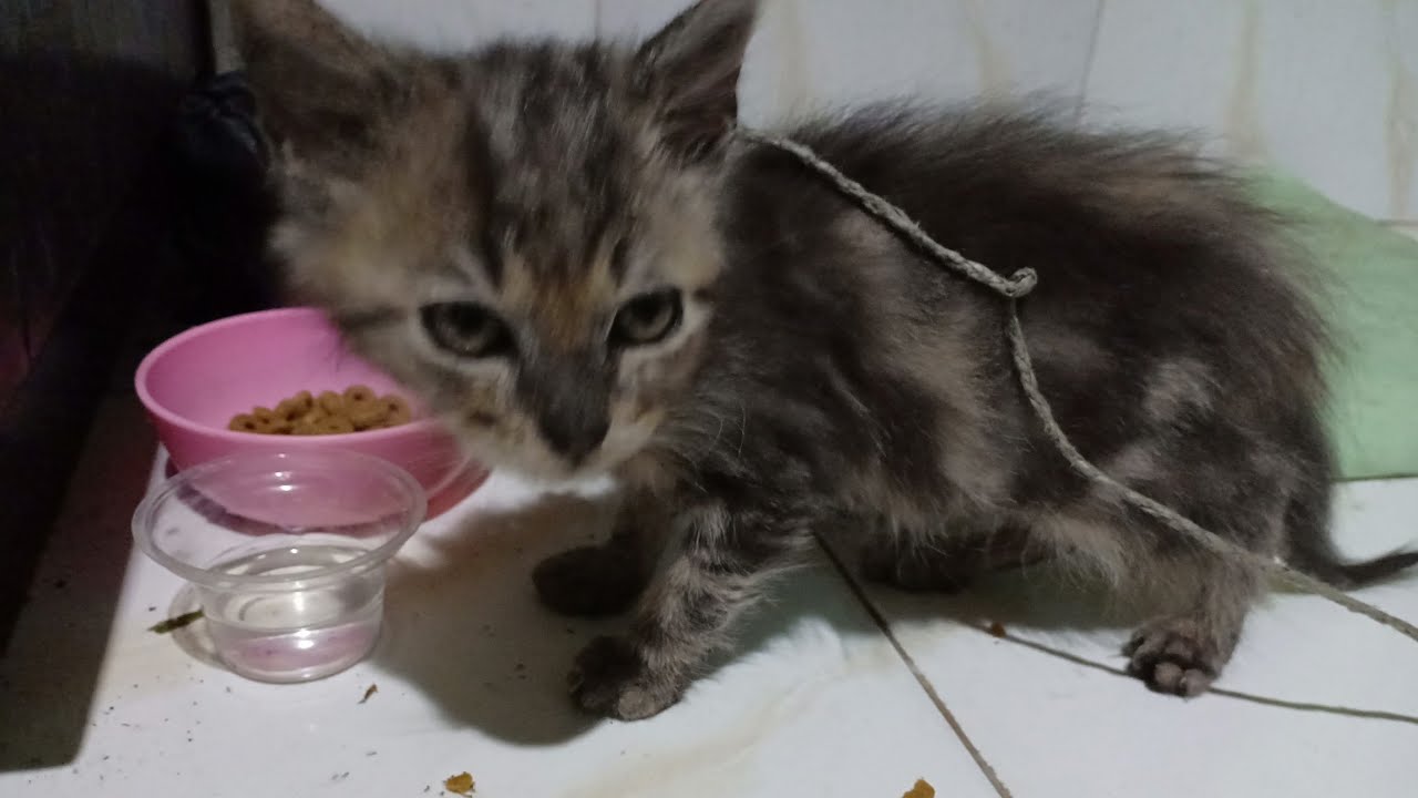 Kapan anak kucing boleh dimandikan