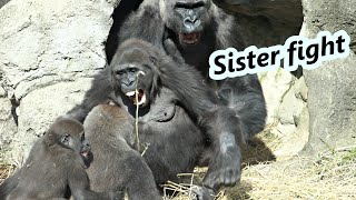 Gorilla sisters Iriki and Tayari had little fight. / 大猩猩姊妹Iriki 跟Tayari小吵架