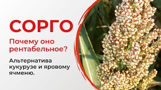 Сорго   альтернатива кукурузе и ячменю  Рентабельность сорго