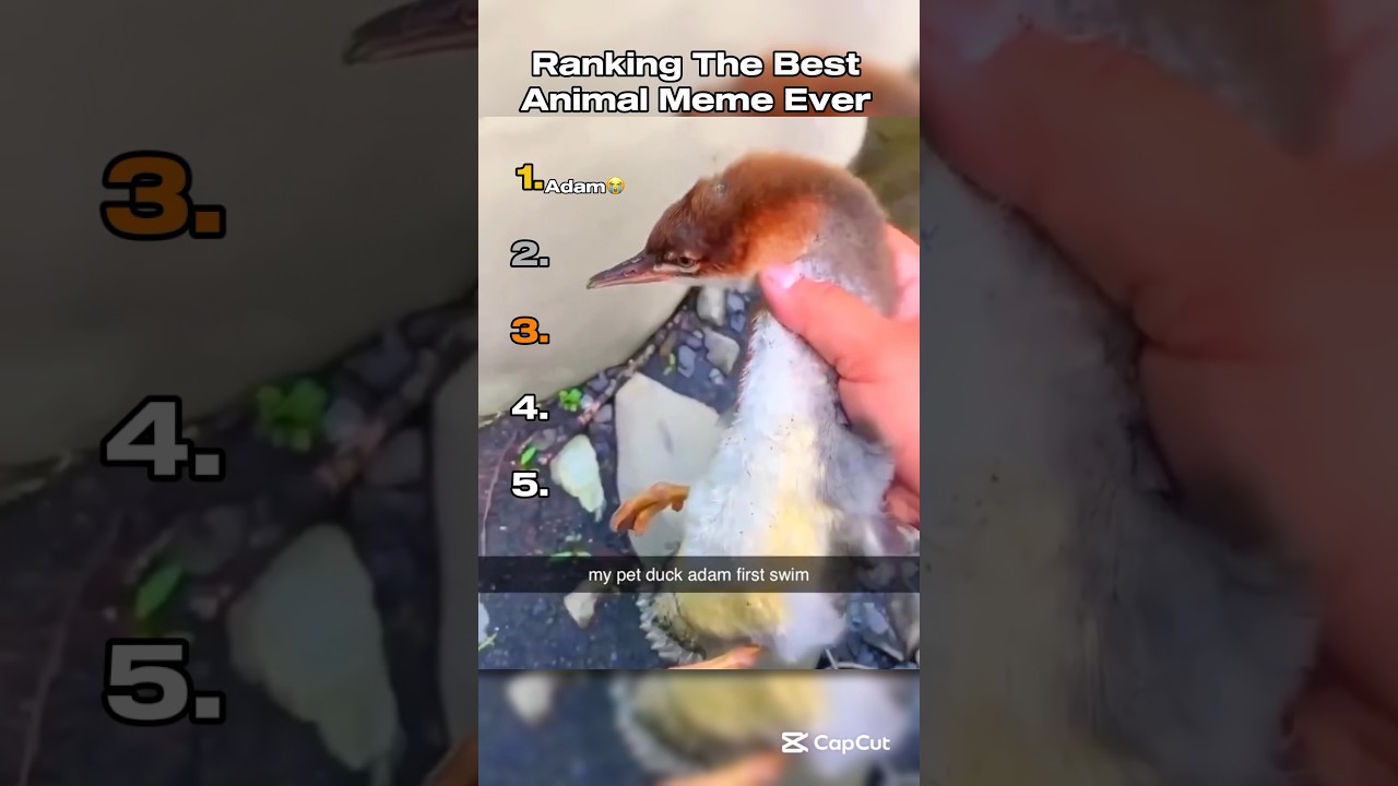 Рейтинг лучших мемов о животных…