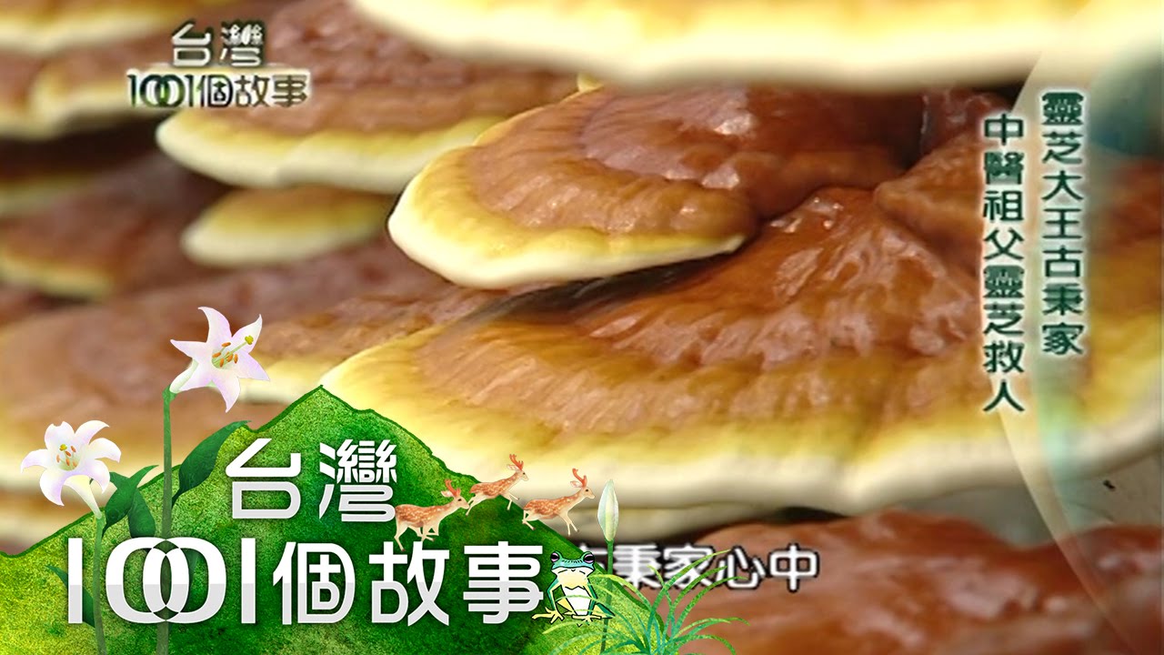 Lingzhi 靈芝 中藥百科 Lingzhi 靈芝 中藥百科