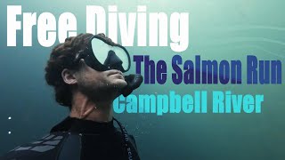 Freediving The Salmon Run in Campbell (4K) | Vancouver Island, Canada