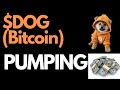 Dog Bitcoin-- PUMPING