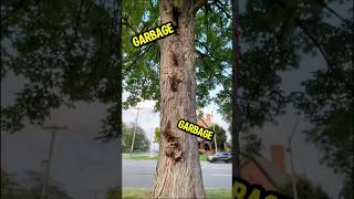 Celebrity miSSiON ImPaWsiBLe: tHe FiNaL RaCCooNiNg Wealth