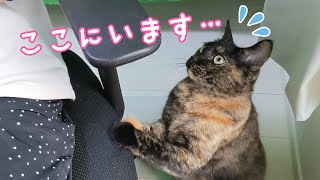 甘えたくて控えめにアピールするサビ猫が可愛すぎる…