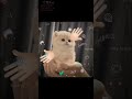 Cute kittens😻😍💋💘👑#cat#kittens#cute #edit#мило#милыекотята#котята#кошка#Лидиани#эдит#ня