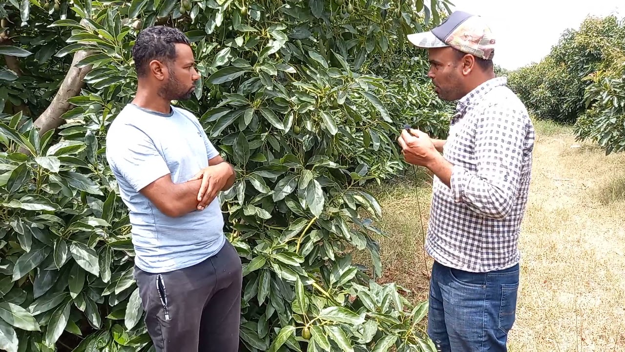 تجربة فريدة لصديقنا بإقليم القنيطرة Avocado