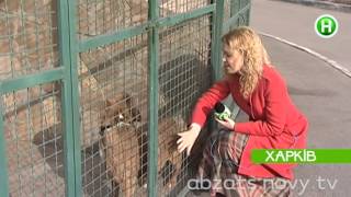 Харьковские животные сидят в приюте без еды! - Абзац - 05.03.2014 Харьковские животные сидят в приюте без еды! - Абзац - 05.03.2014