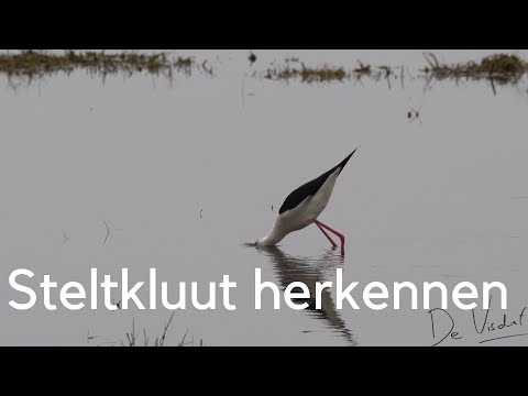 Steltkluut herkennen / Black-winged Stilt #314