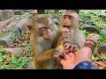 Baby Monkey Tinky and Sister Binky Enjoy Fresh Fruit 🍎🐒