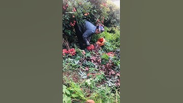 Cập nhật giá vải thanh hà sáng sớm tại vườn Lục Ngạn