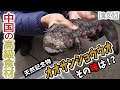 【天然記念物】中国の超高級食材・オオサンショウウオ！