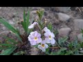 Pitraea cuneato-ovata - Varita de San José - Papilla - Miel de vaca - Flora argentina - Ovata