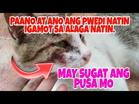 Video: Whisker Pagkapagod Sa Mga Pusa: Ano Ito At Paano Tumulong