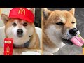 Shiba Inu Funny Videos Compilation 2020 | Try Not To Laugh