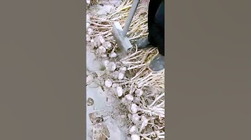 The cutting process of garlic sprouts = good tools can improve efficiency.