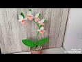 Orhidee Crosetata- Papucul Doamnei-Ledy's Slipper