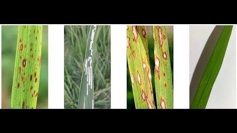 Rice Plant Disease Detection using Matlab Project Source Code