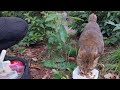 ニャンチュウ待ってましたが先にサムライ君出てきたのでサムライ君から!お決まりの場所までトコトコ⤴️トラちゃん知りませんか❓キビナゴ🐟&鶏団子トッピングしパクパク⤴️今日も忙しくなりそう何だニャン♥️