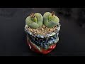 How to unpack new lithops  re pot and transplant living stones  create a lithops succulent garden