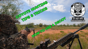 See how using a decoy can up your numbers - Coyote hunting with shotgun - fast action!