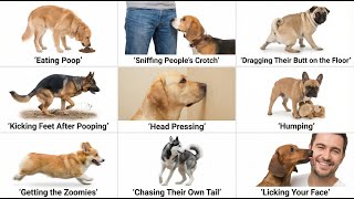 Every Strange Dog Behavior Explained in 8 Minutes