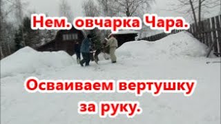 Немецкая овчарка Чара.  Вертушка за руку.  Кинбой.  Шмельков Александр