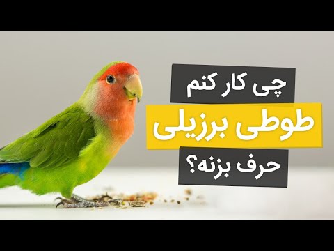 تصویری: چگونه از طوطی کاکادو مراقبت کنیم؟