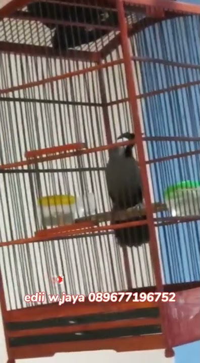 PANCING SUARA POKSAY BETINA GACOR BUKA EKOR
