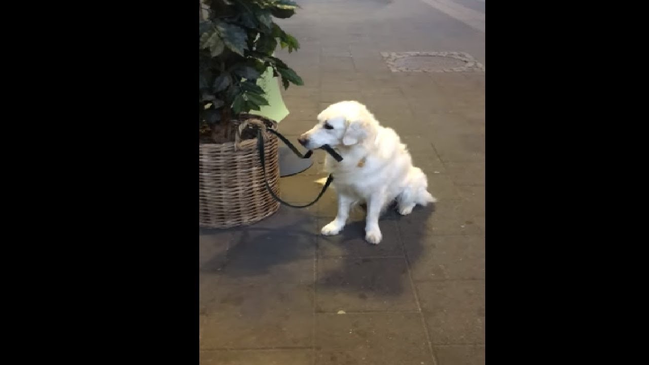Good Dog Holding His Leash In His Mouth! He's Adorable YouTube