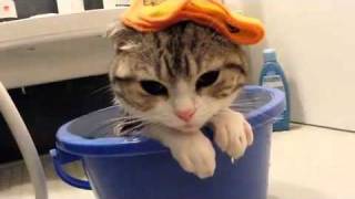 Depressed Kitten In A Bucket