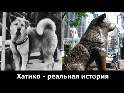 Реальная история Хатико. Самый верный и преданный пёс в мире