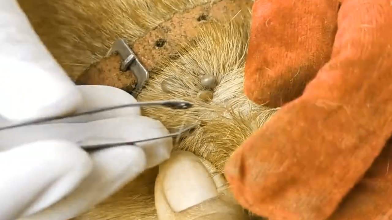 How to remove big ticks from poor dog Dog ticks removal 4 YouTube