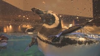 水族館を公開　東京スカイツリータウン