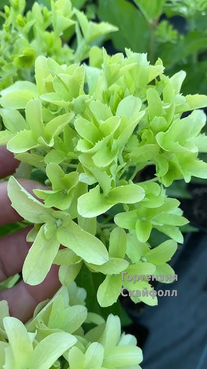 Скайфолл. Гиацинтовая гортензия. #сад #гортензияметельчатая #garden # ...