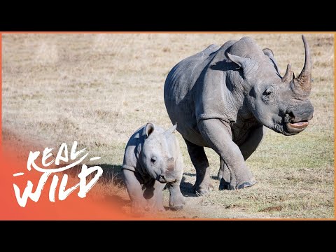 Tracking Courageous White Rhino And Her Newborn Baby Calf | Wildlife Quest | Real Wild